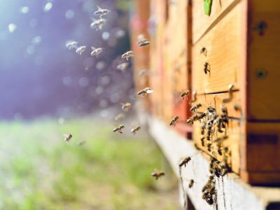 5 claves para emprender que aprendí de las abejas