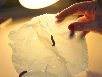 Los gusanos que devoran plástico y pueden biodegradar polietileno