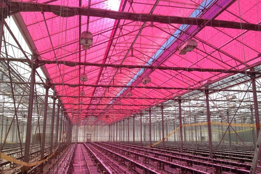 Nueva tecnología solar que permite a los invernaderos generar energía y cultivar alimentos