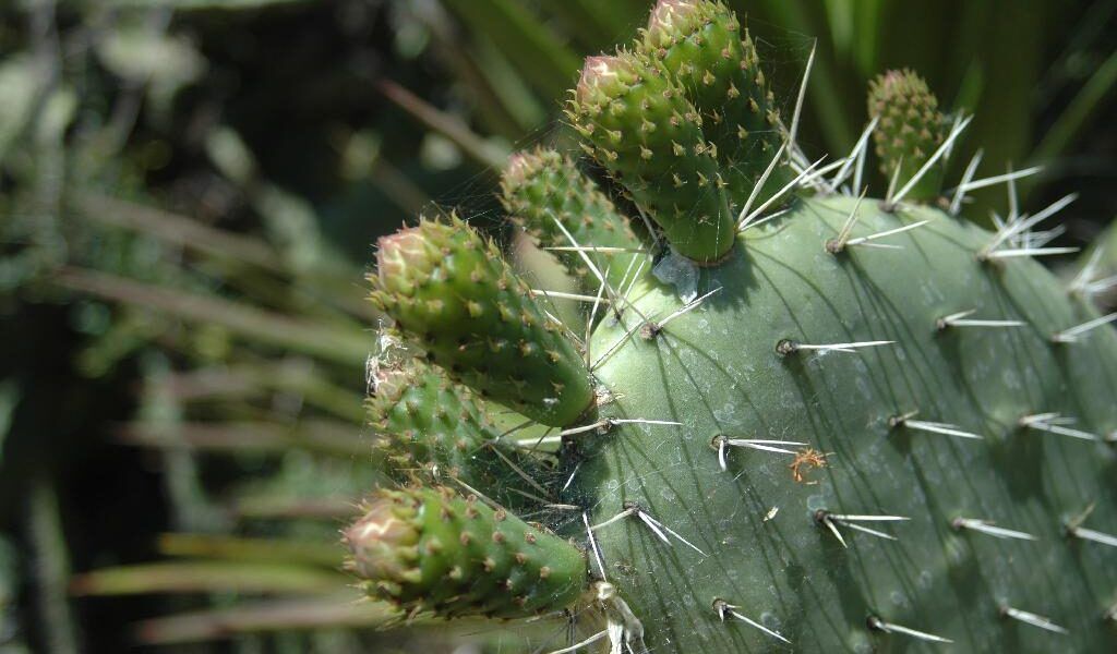 Esta compañía mexicana está haciendo biocombustible a partir de cactus