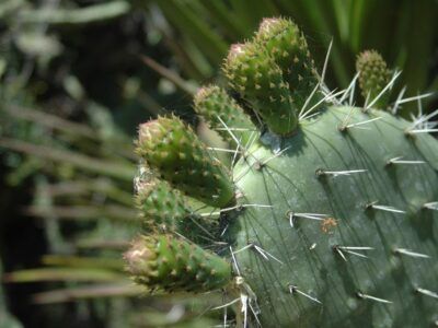 Esta compañía mexicana está haciendo biocombustible a partir de cactus